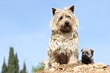 CAIRN TERRIER 157
